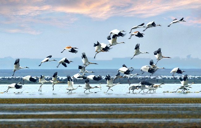 鄱阳湖是国际重要湿地，也是亚洲最大的候鸟越冬地，被国际社会公认为“珍禽王国”和“候鸟乐园”，每年有60-70万只水鸟在此越冬栖息。（叶学龄 摄）_副本.jpg