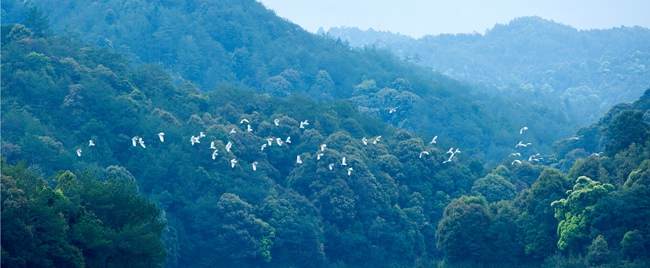 安远县人与自然和谐共生的壮丽画卷引来鹤鸟翩翩飞舞。_副本.jpg