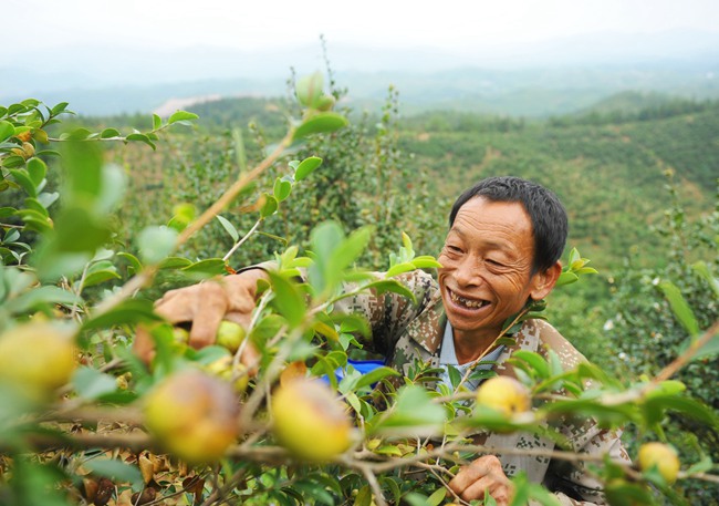 油茶产业成为定南绿色富民产业。_副本.jpg