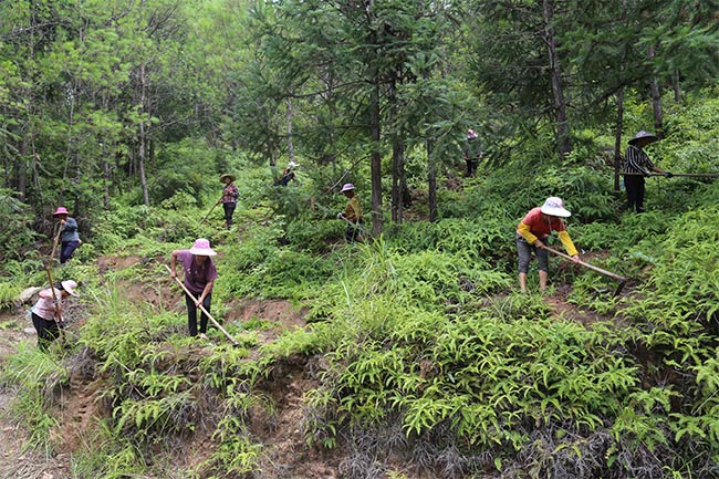 江西返还森林植被恢复费6.69亿元