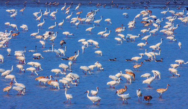 鄱阳湖候鸟在觅食。---摄影王小龙_副本.jpg
