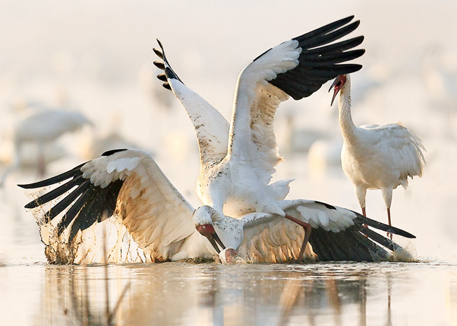 五星白鹤小区的白鹤在觅食---周海燕摄影_副本.jpg