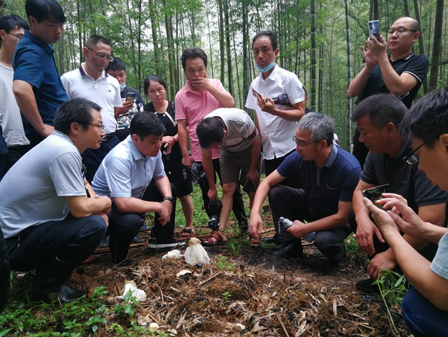 2020年7月，江西省林业科技推广总站在新余市组织竹林下套种竹荪技术培训。_副本.jpg
