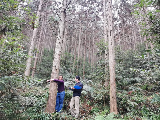 1609918159979204.jpg 2.金盆山林场培育的千亩大径材杉木基地。_副本.jpg