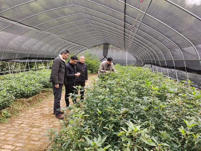 1609918203562043.jpg 3.金盆山林场建立的珍稀苗木基地。_副本.jpg