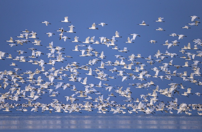 《江西省候鸟保护条例》正式出台
