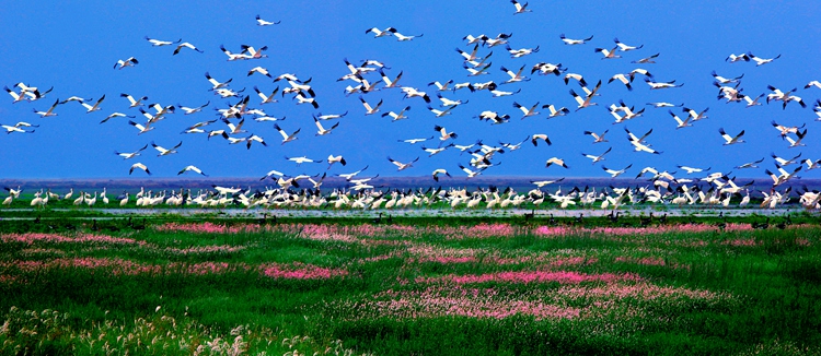 鄱阳湖保护区候鸟（来源：省林业局）_副本.jpg