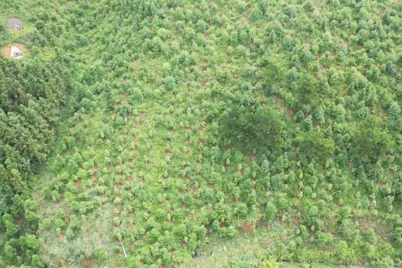 赣州规范低质低效林改造护林工作