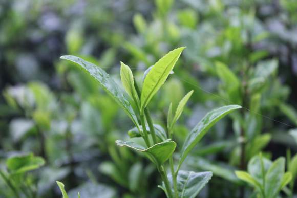 庐山云雾茶.(罗慧敏 摄)
