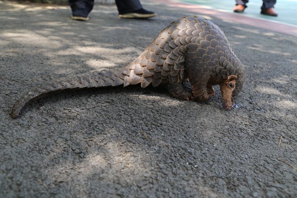 这只中华穿山甲在安远重归大自然