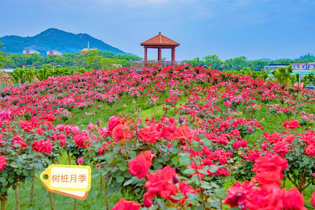 幸福花海_副本.jpg