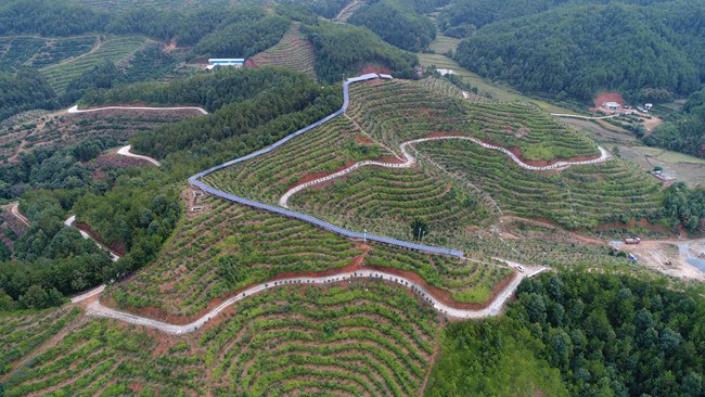 油茶示范基地_副本.jpg