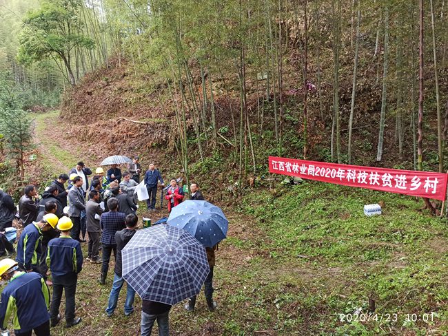 1602598066101501.jpg 20200423崇义 毛竹丰产技术现场培训。_副本.jpg