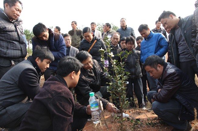 曾广腾（中）在遂川县向林农使授高产油茶整枝修剪技术---摄影张祖华_副本.jpg