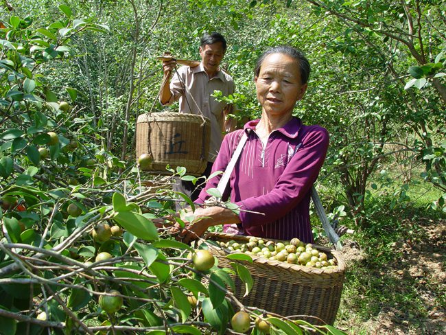 中国油茶之乡(中国油茶之乡祁阳)